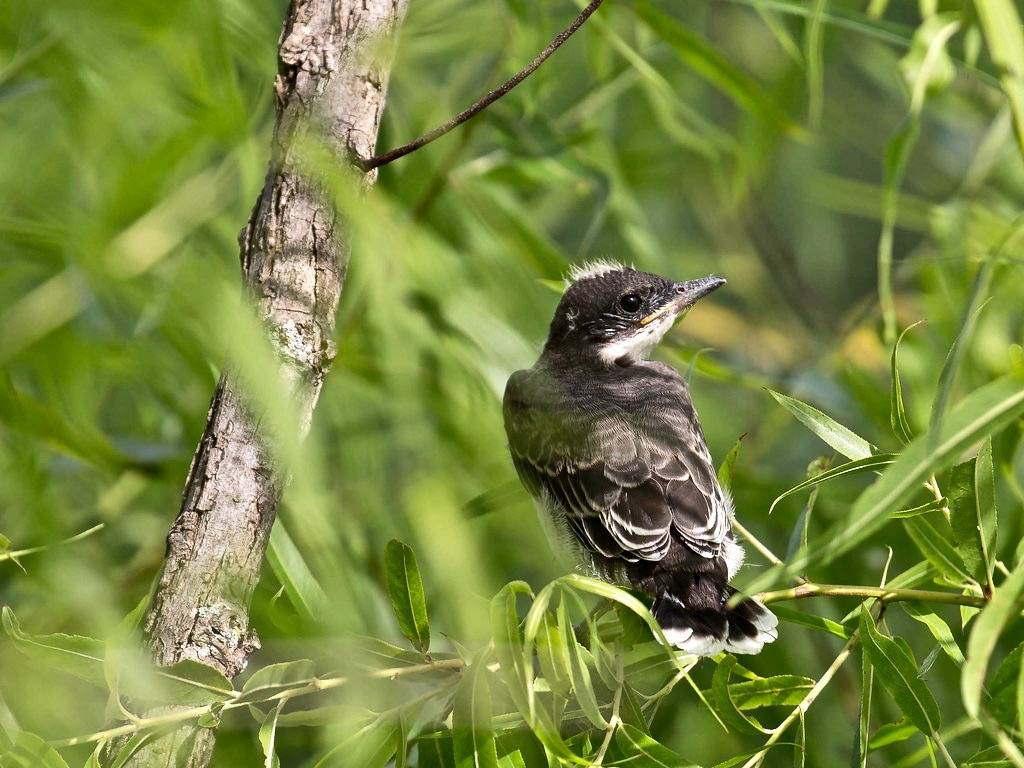 Eastern Kingbird (Tyrannus tyrannus ), just fledged by Howard Patterson is licensed under CC BY-NC-SA 2.0